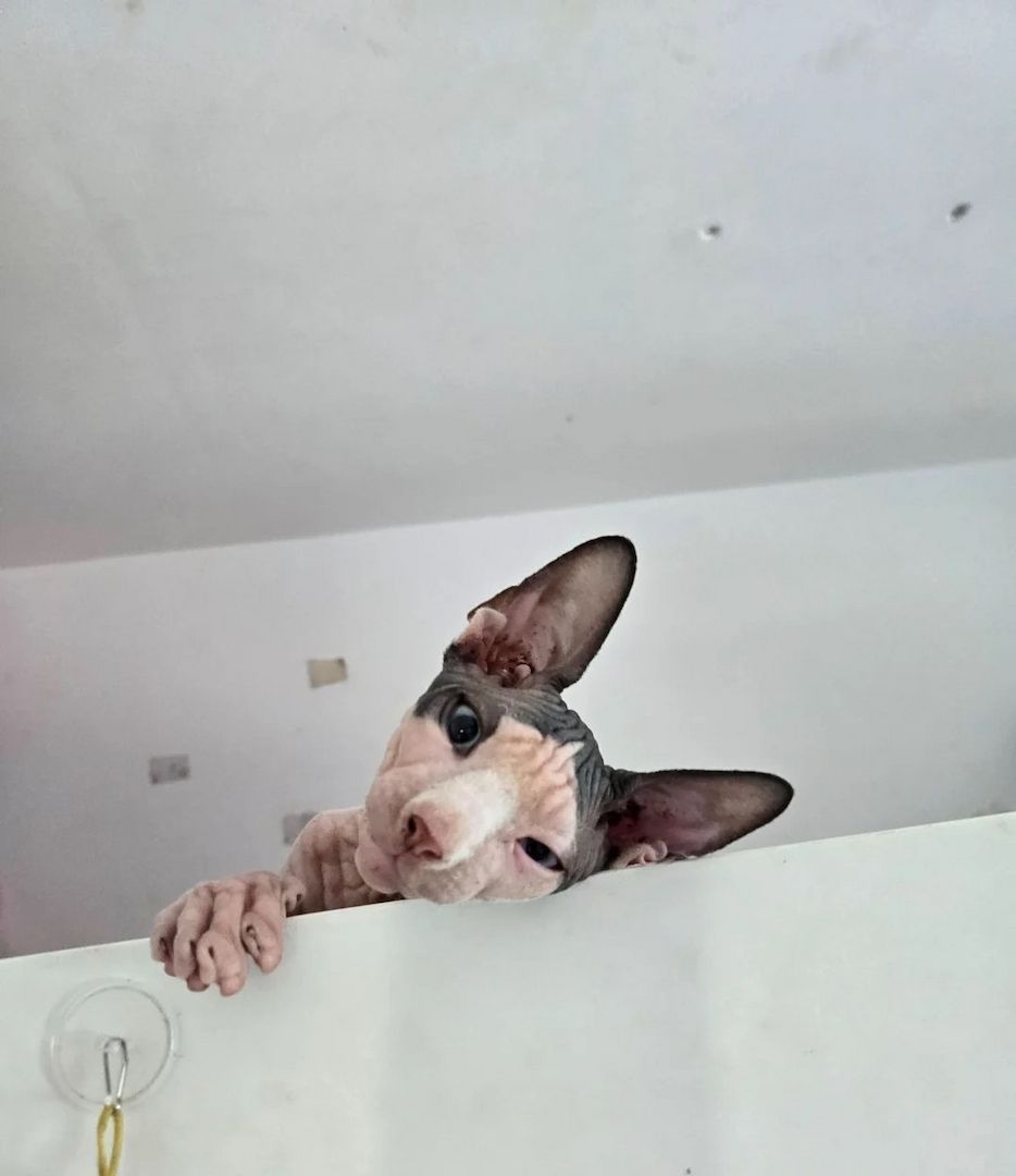 Sphynx-Kätzchen (Kanadische Rasse)