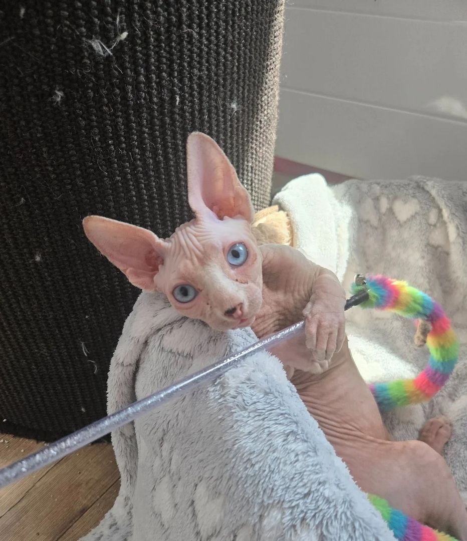 Sphynx-Kätzchen anbieten zu können