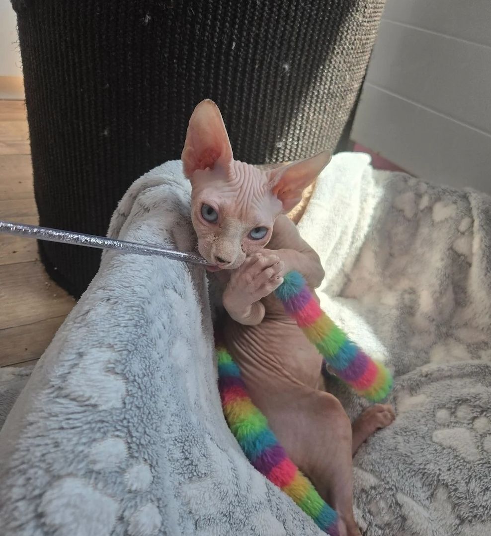 Sphynx-Kätzchen