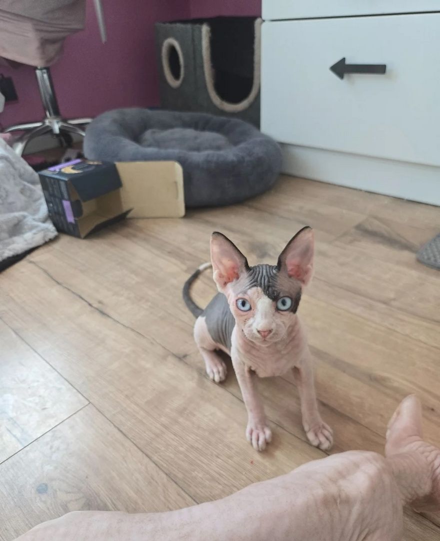 3 Sphynx-Kätzchen zu verkaufen
