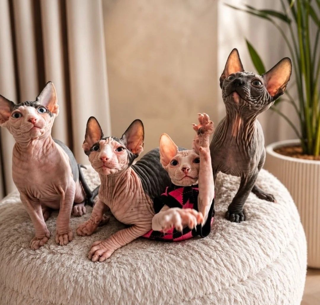 wunderschönen Sphynx-Kätzchen