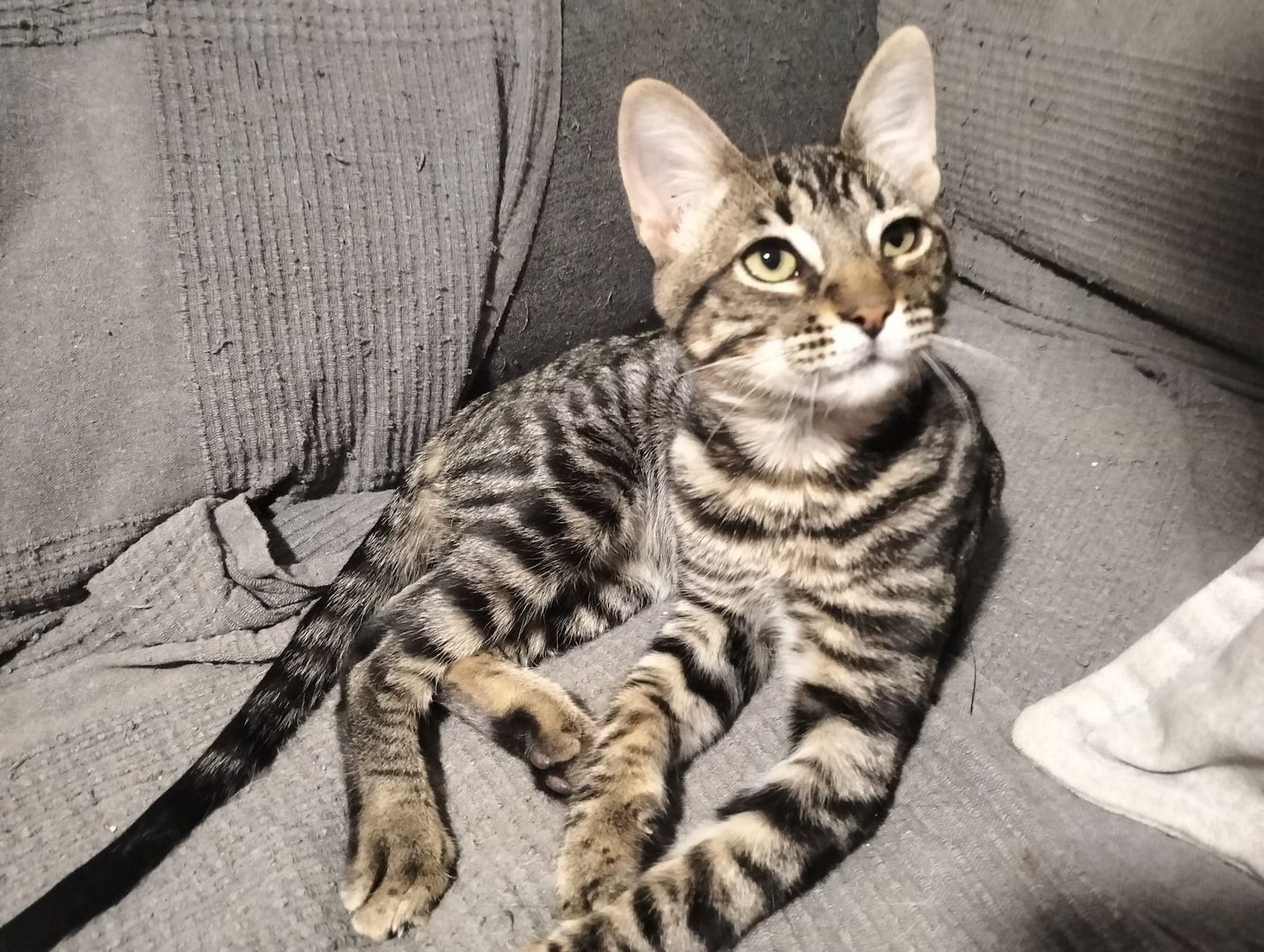Harry und Sally suchen gemeinsam ein neues Zuhause (als Wohnungskatzen)