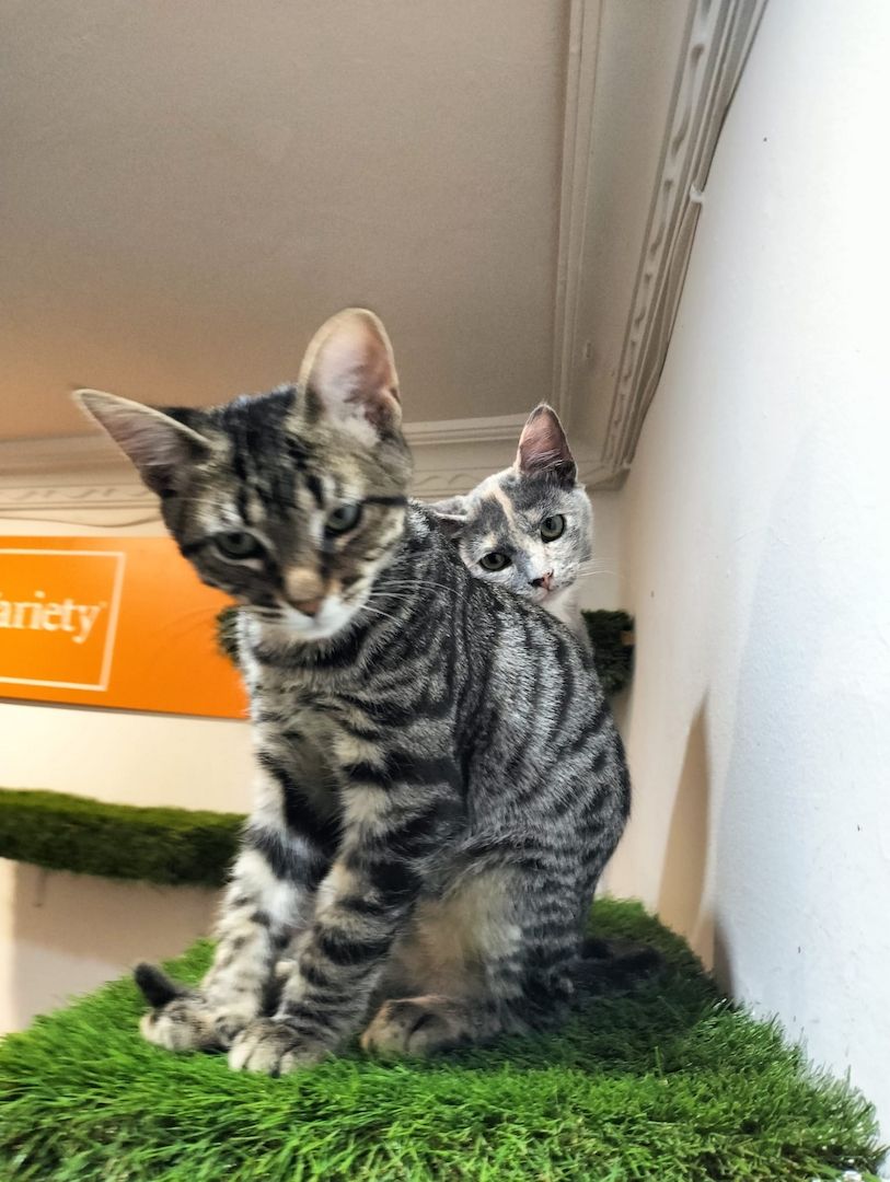 Harry und Sally suchen gemeinsam ein neues Zuhause (als Wohnungskatzen)