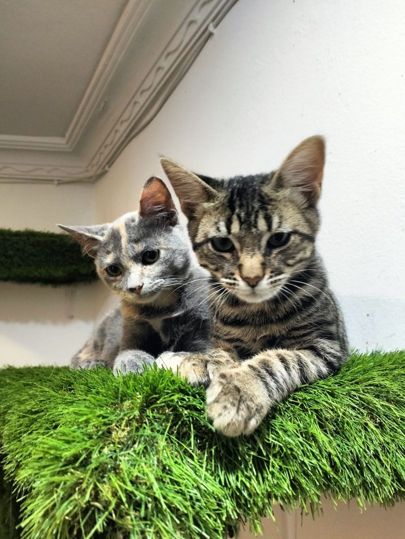 Harry und Sally suchen gemeinsam ein neues Zuhause (als Wohnungskatzen)