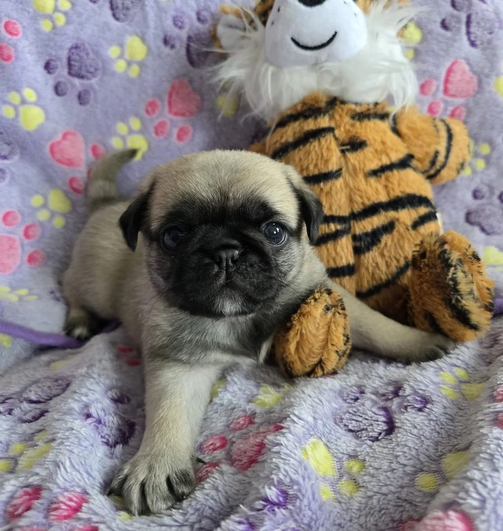 Mops Welpen in Waghäusel kaufen