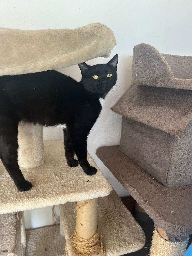 Oskar und Frieda suchen gemeinsam ihr Für-immer-Zuhause (als Wohnungskatzen)