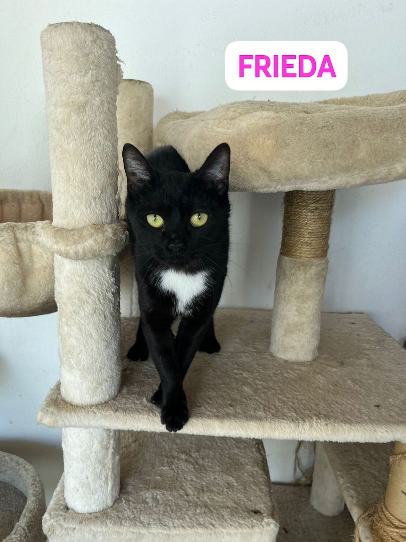 Oskar und Frieda suchen gemeinsam ihr Für-immer-Zuhause (als Wohnungskatzen)