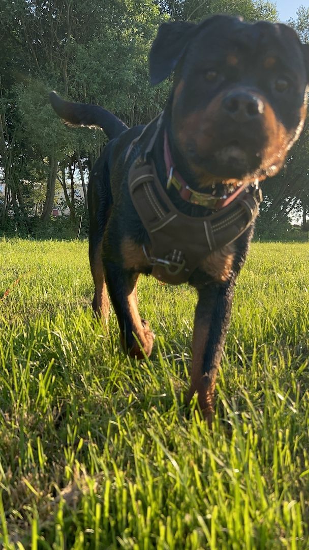 Rottweiler Hündin sucht für immer zuhause