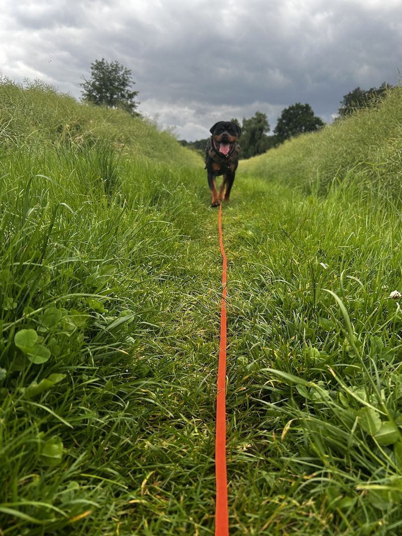 Rottweiler Hündin sucht für immer zuhause