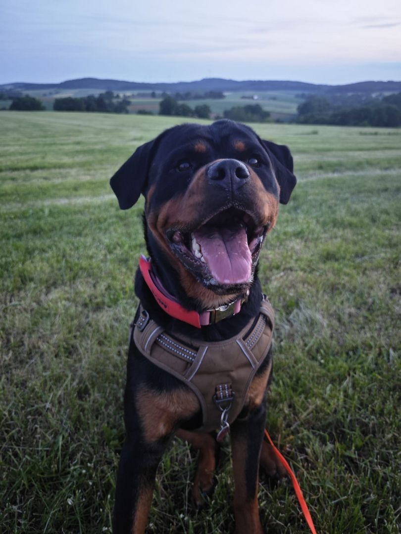 Rottweiler Hündin sucht für immer zuhause