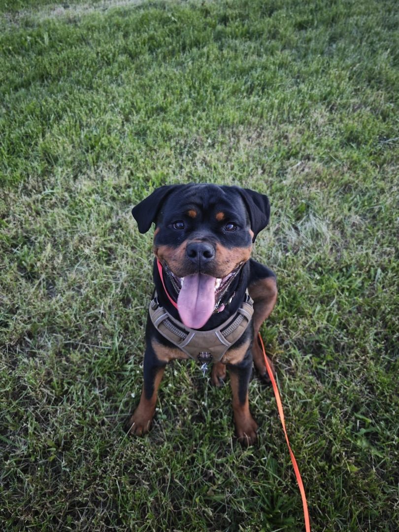 Rottweiler Hündin sucht für immer zuhause