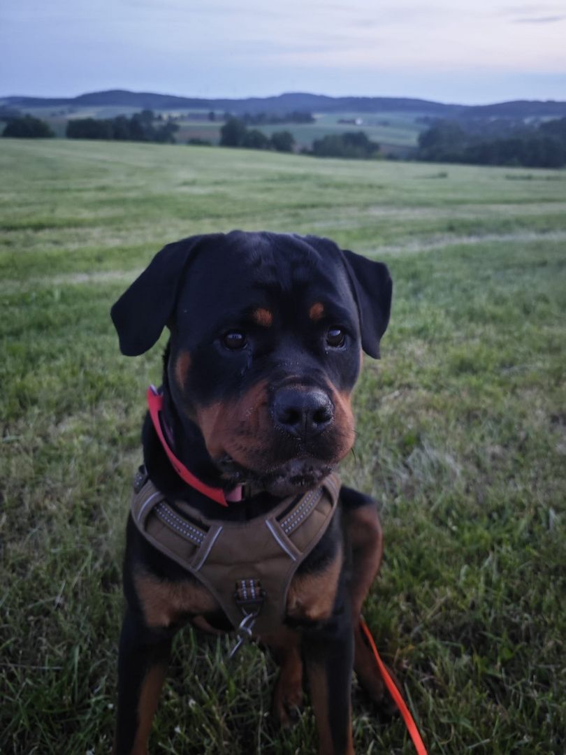 Rottweiler Hündin sucht für immer zuhause