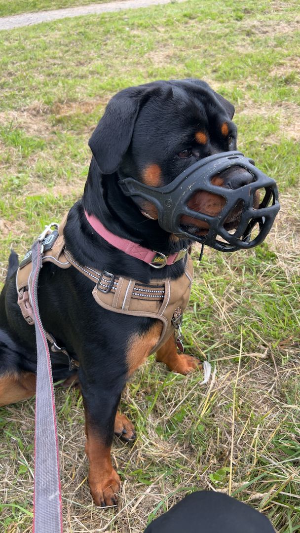 Rottweiler Hündin sucht für immer zuhause