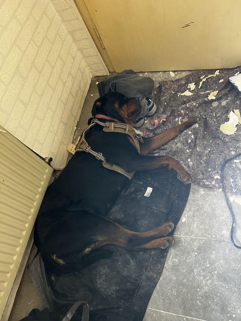 Rottweiler Hündin sucht für immer zuhause