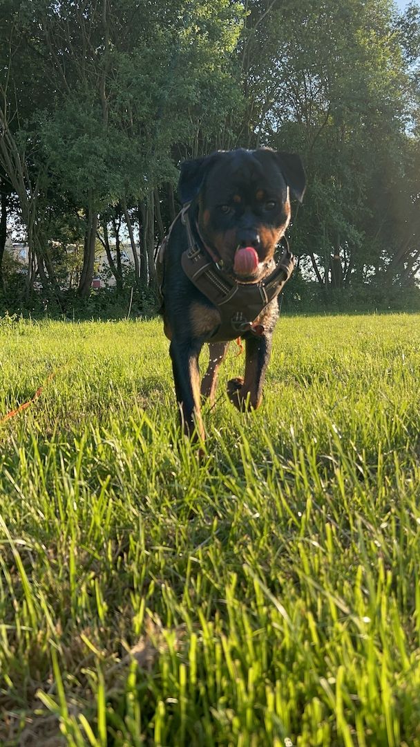 Rottweiler Hündin sucht für immer zuhause