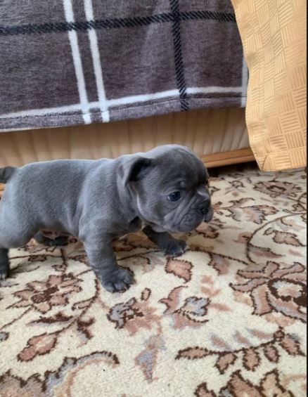 Traumhafte Französische Bulldoggen Welpen