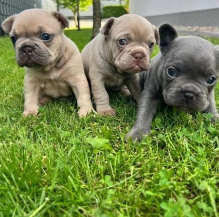 Traumhafte Französische Bulldoggen Welpen