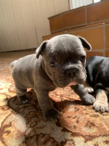 Traumhafte Französische Bulldoggen Welpen