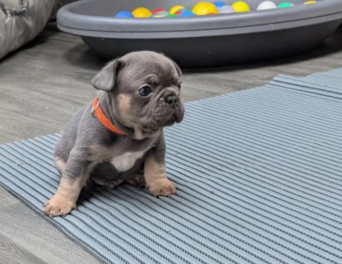 Traumhafte Französische Bulldoggen Welpen