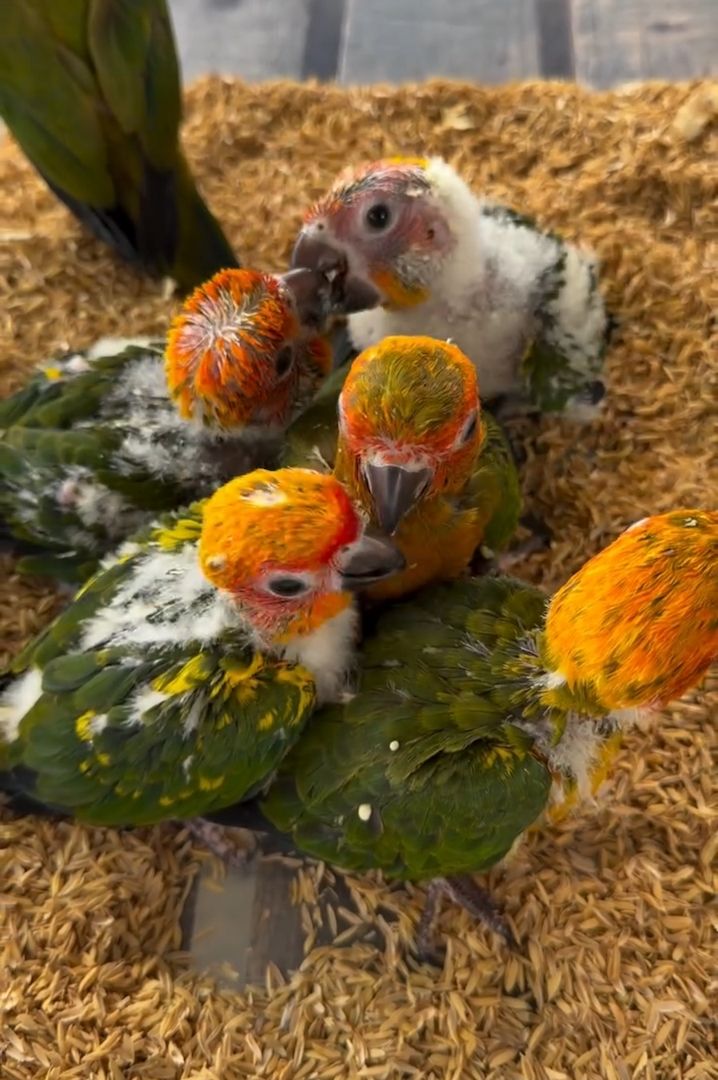 Sun Conure Parrots – 5 Birds Available Now !!