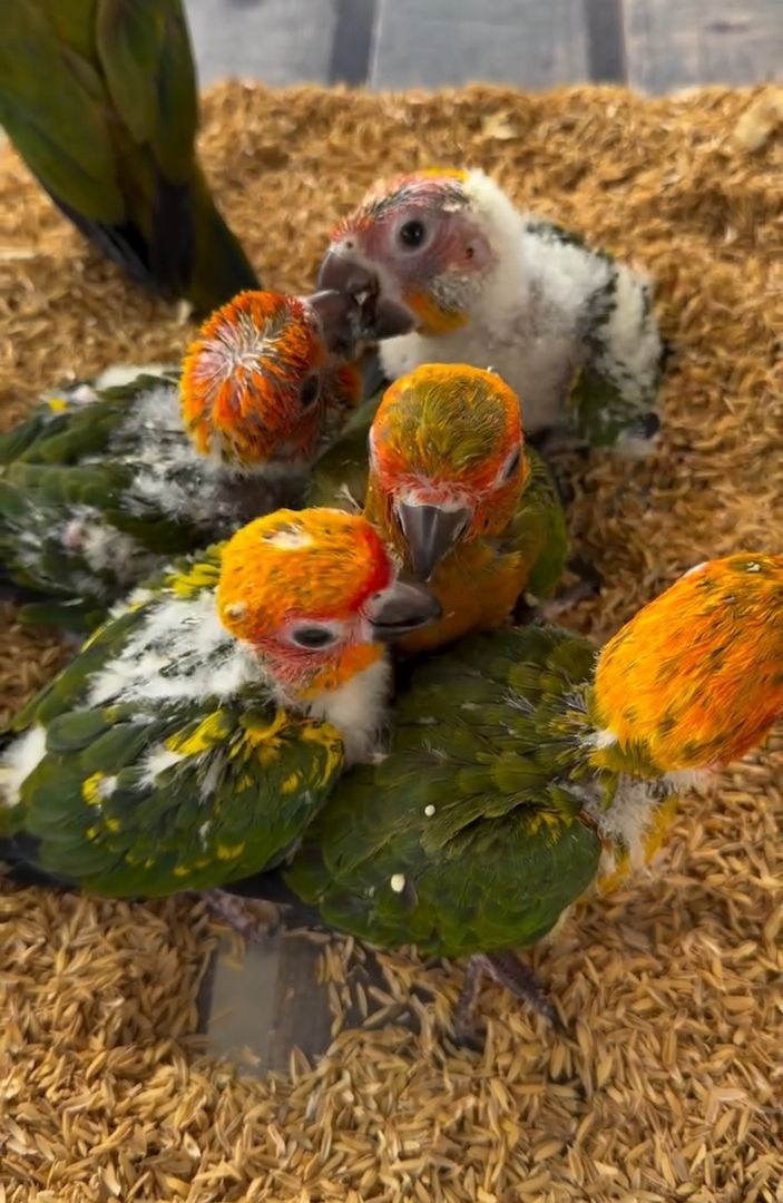 Sun Conure Parrots – 5 Birds Available Now !!