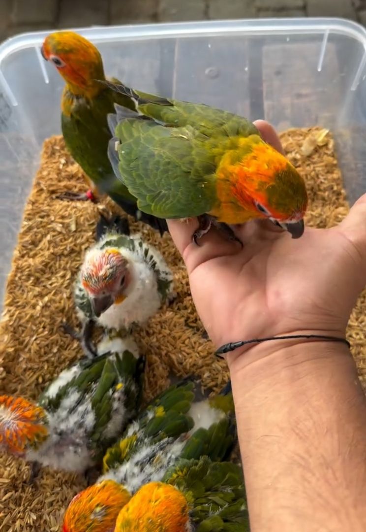🦜 Sun Conure Papageien – 5 Vögel ab sofort verfügbar !!