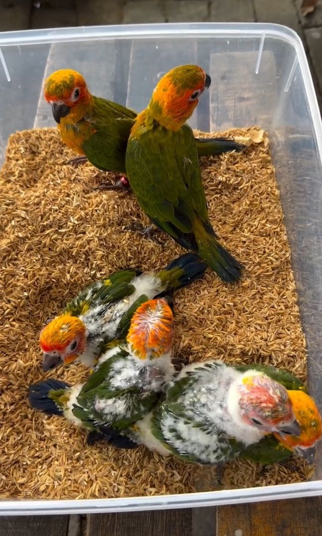 🦜 Sun Conure Papageien – 5 Vögel ab sofort verfügbar !!
