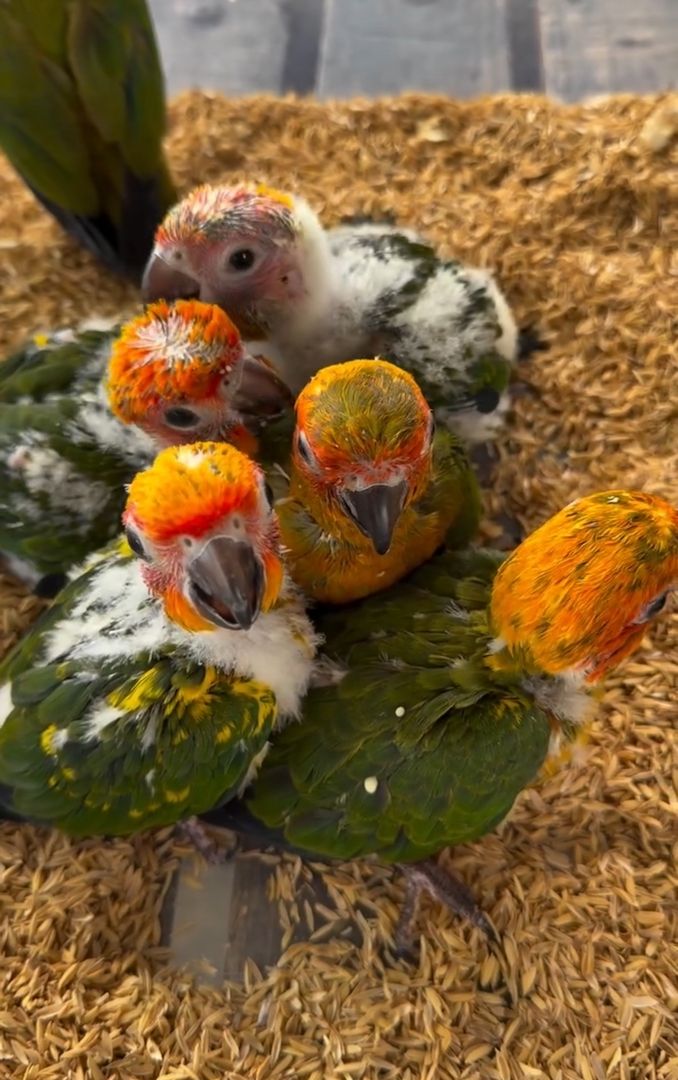 🦜 Sun Conure Papageien – 5 Vögel ab sofort verfügbar !!
