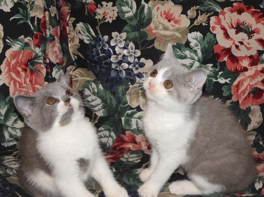 Britisch Kurzhaar (BKH), Katzenbabies, Katzenbabys, Kitten, (w)