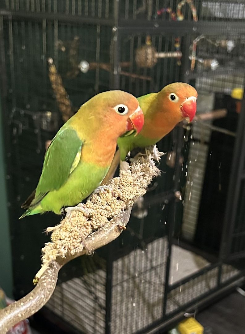 Pfirsichköpfchen Pärchen