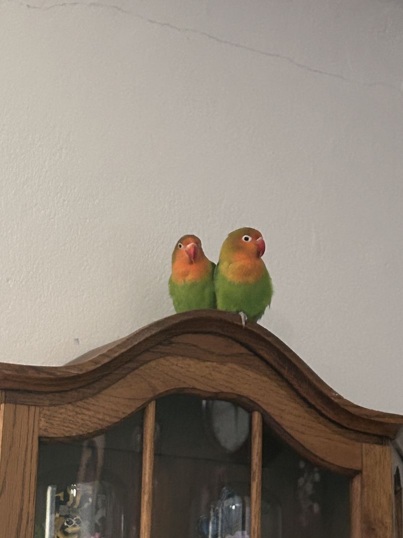 Pfirsichköpfchen Pärchen