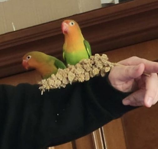 Pfirsichköpfchen Pärchen