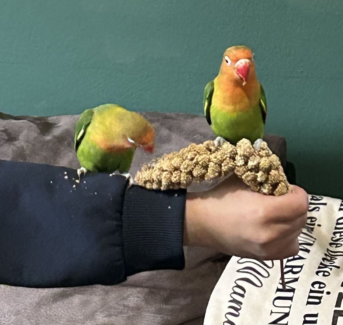 Pfirsichköpfchen Pärchen