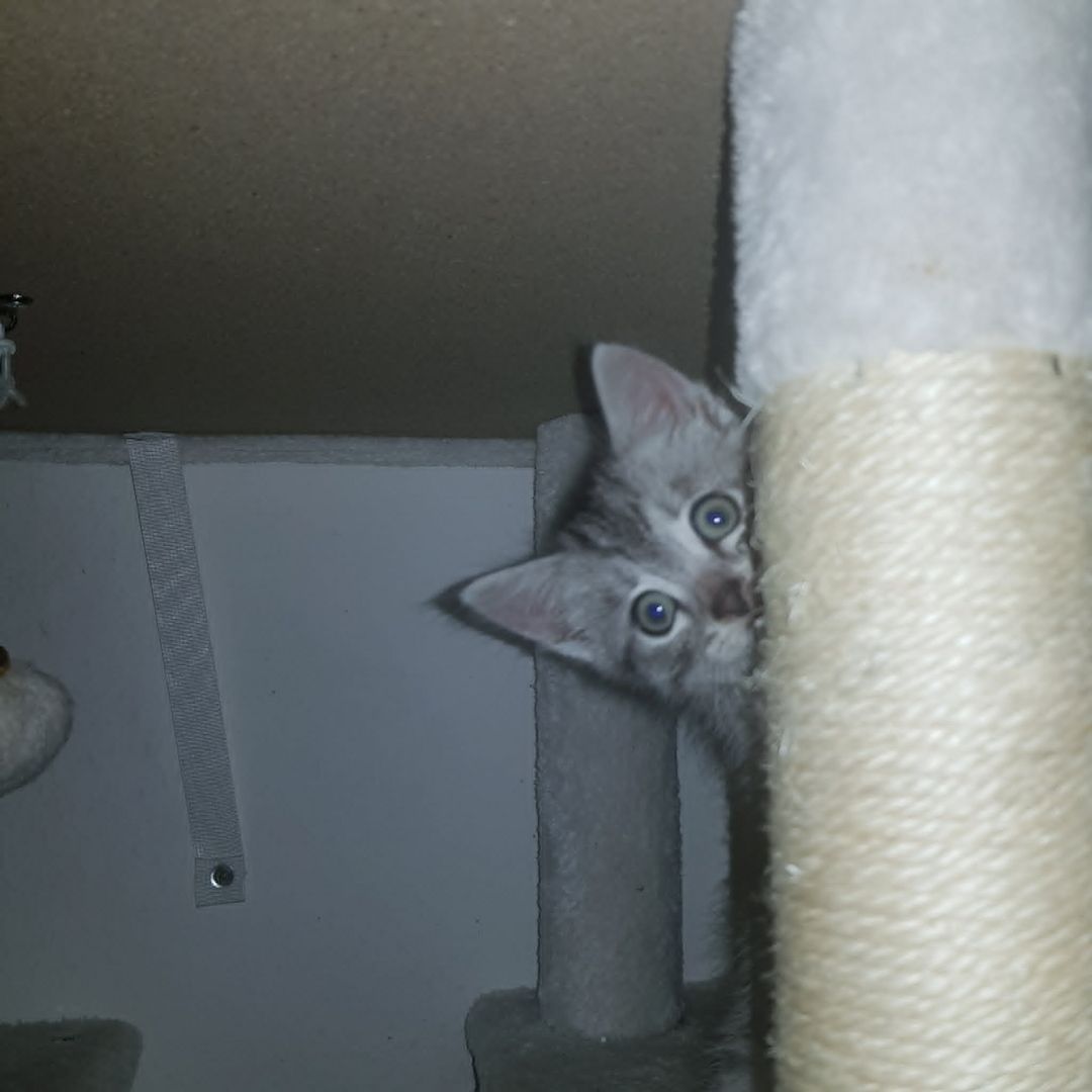 Süsses Kätzchen sucht ihr zu Hause
