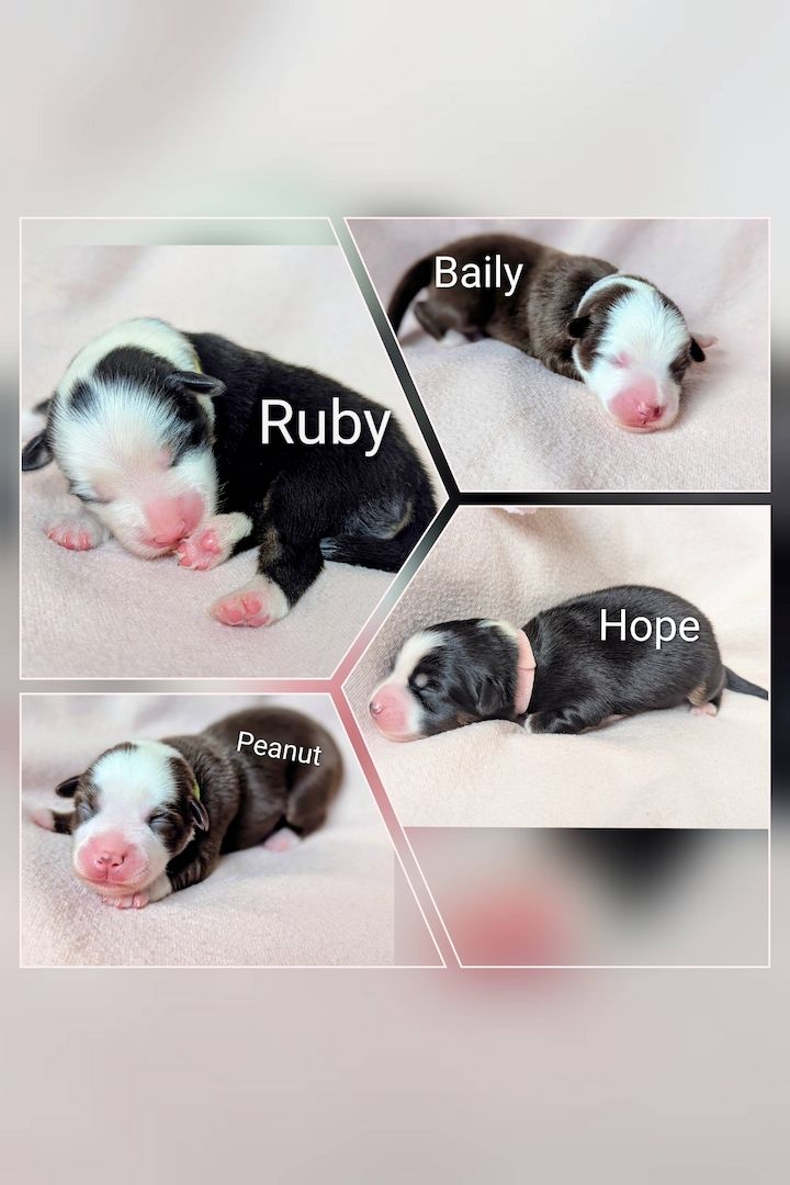 Mini Australian Shepherd Welpen Miniatur Aussi Hunde Babies