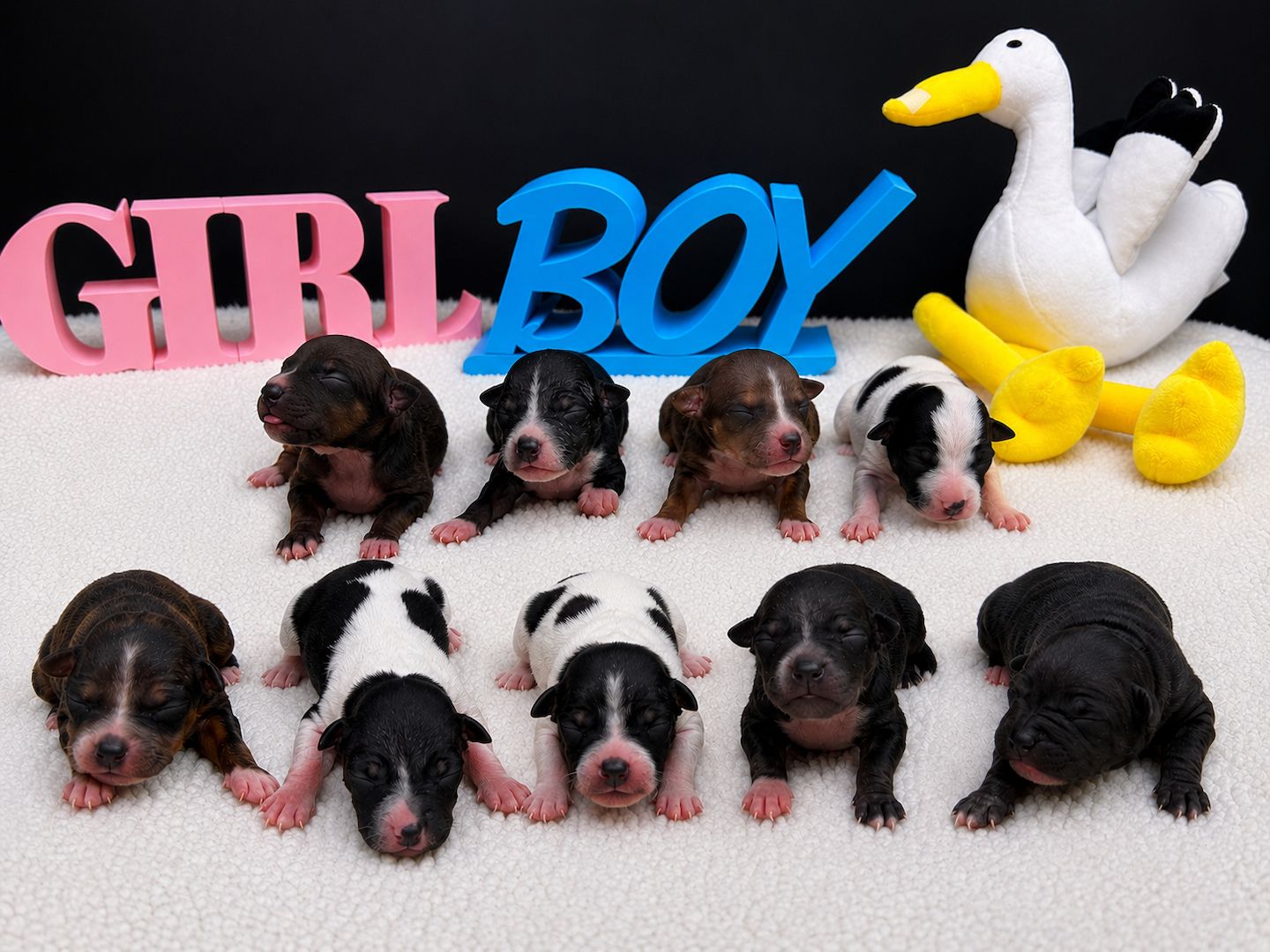 American Hairless Terrier Welpen