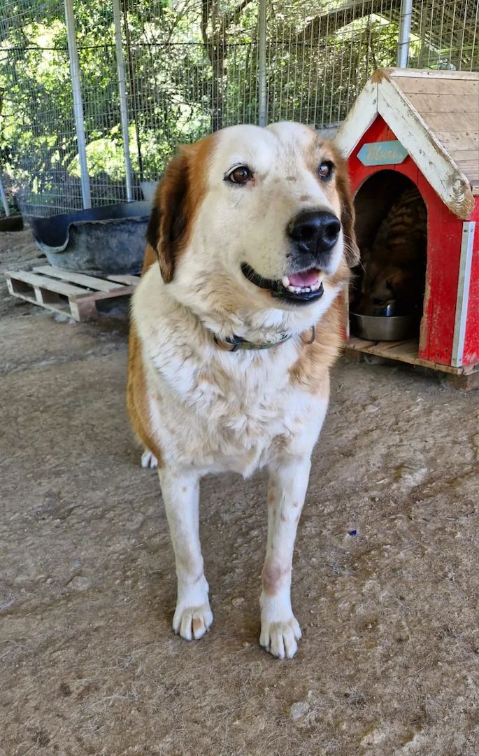 Sammy