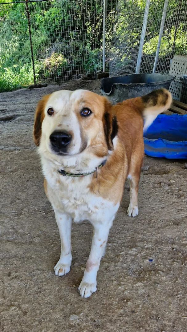Sammy