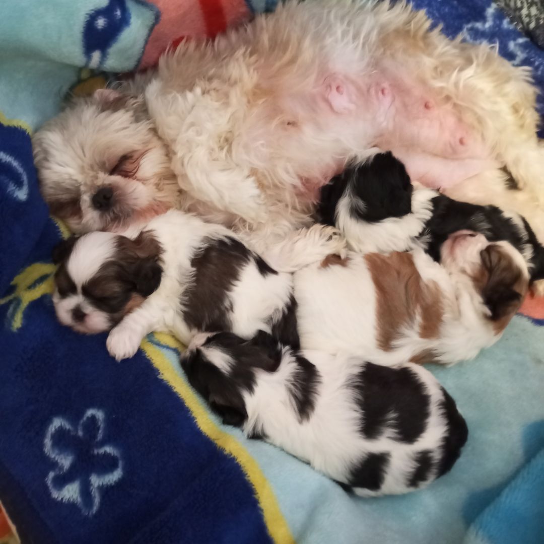 Shih Tzu Babys