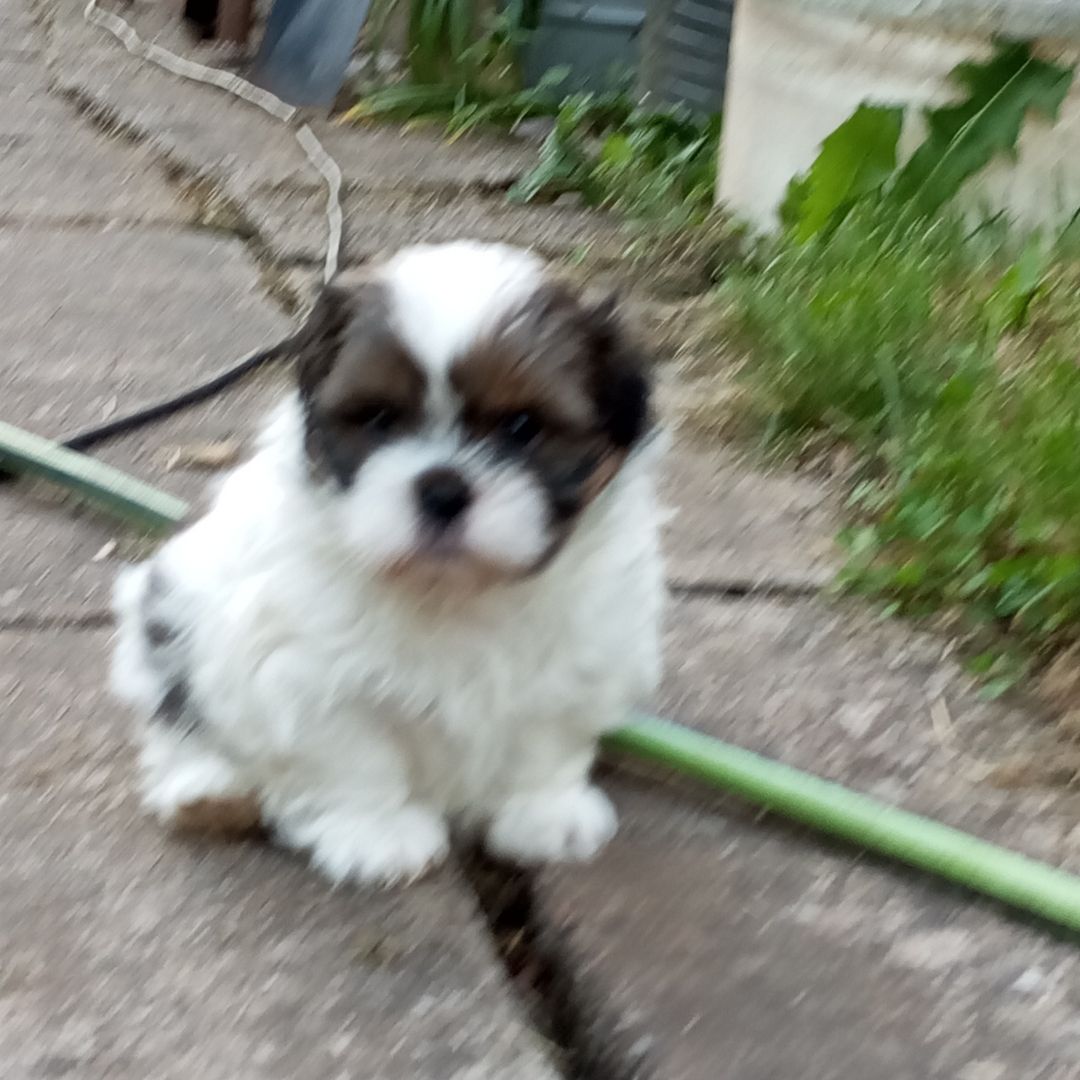 Shih Tzu Babys