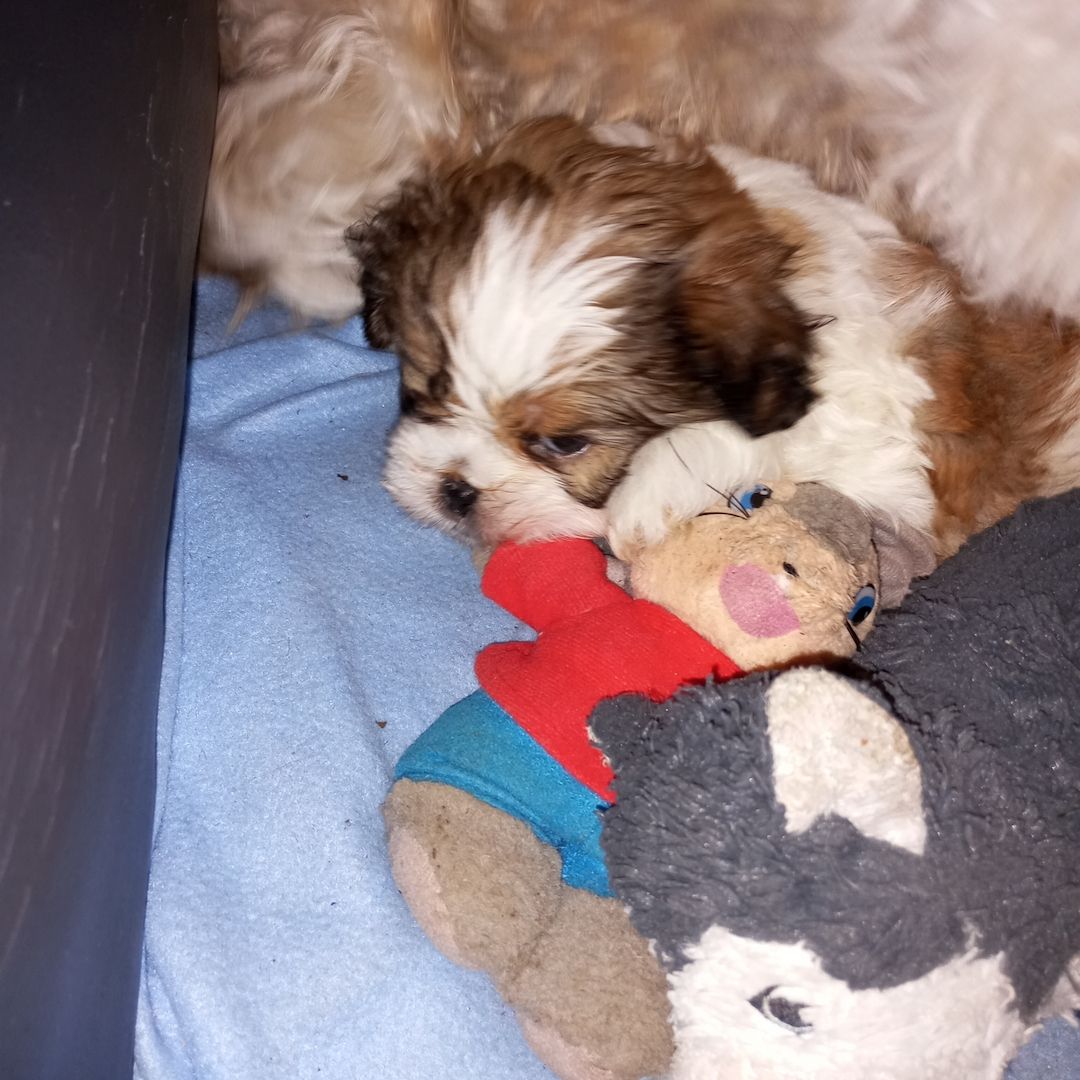 Shih Tzu Babys