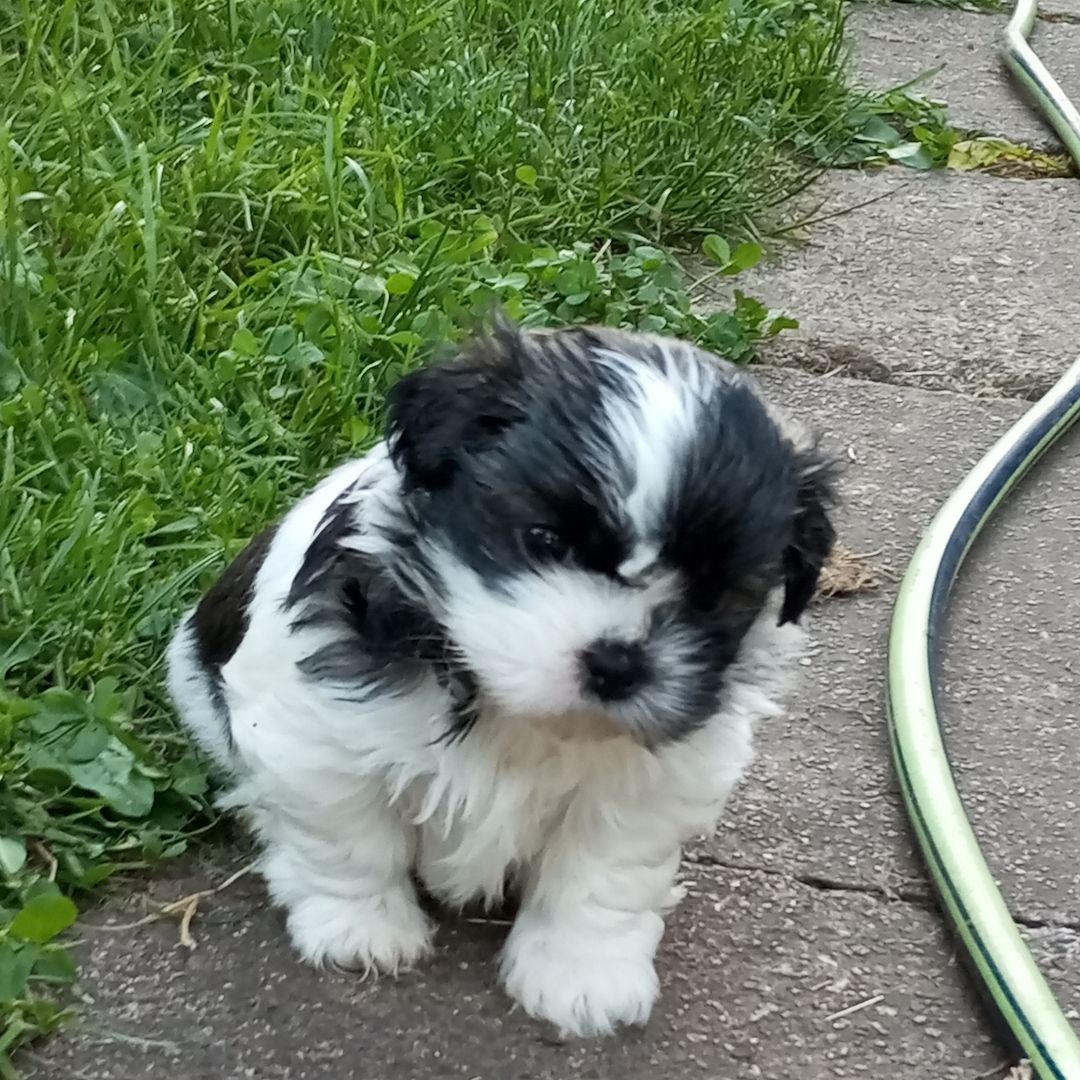 Shih Tzu Babys