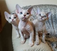 Devonshire-Katzen