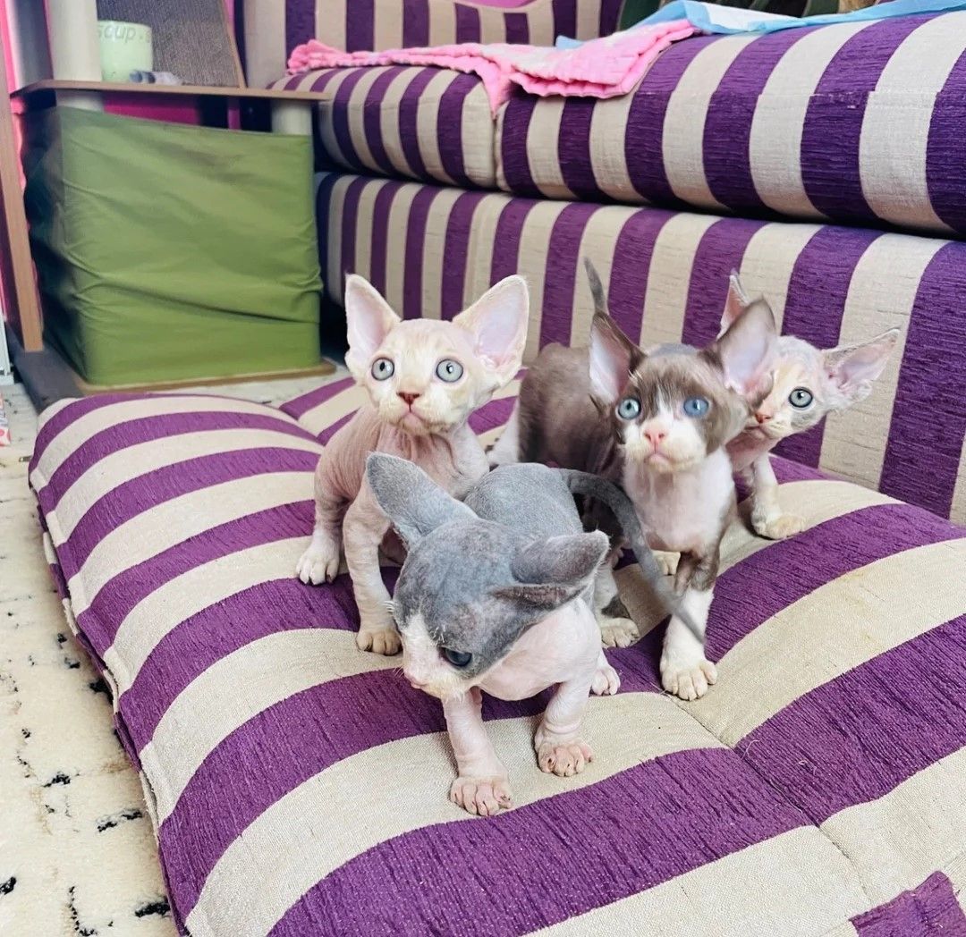 wunderschönen Devon Rex-Kätzchen