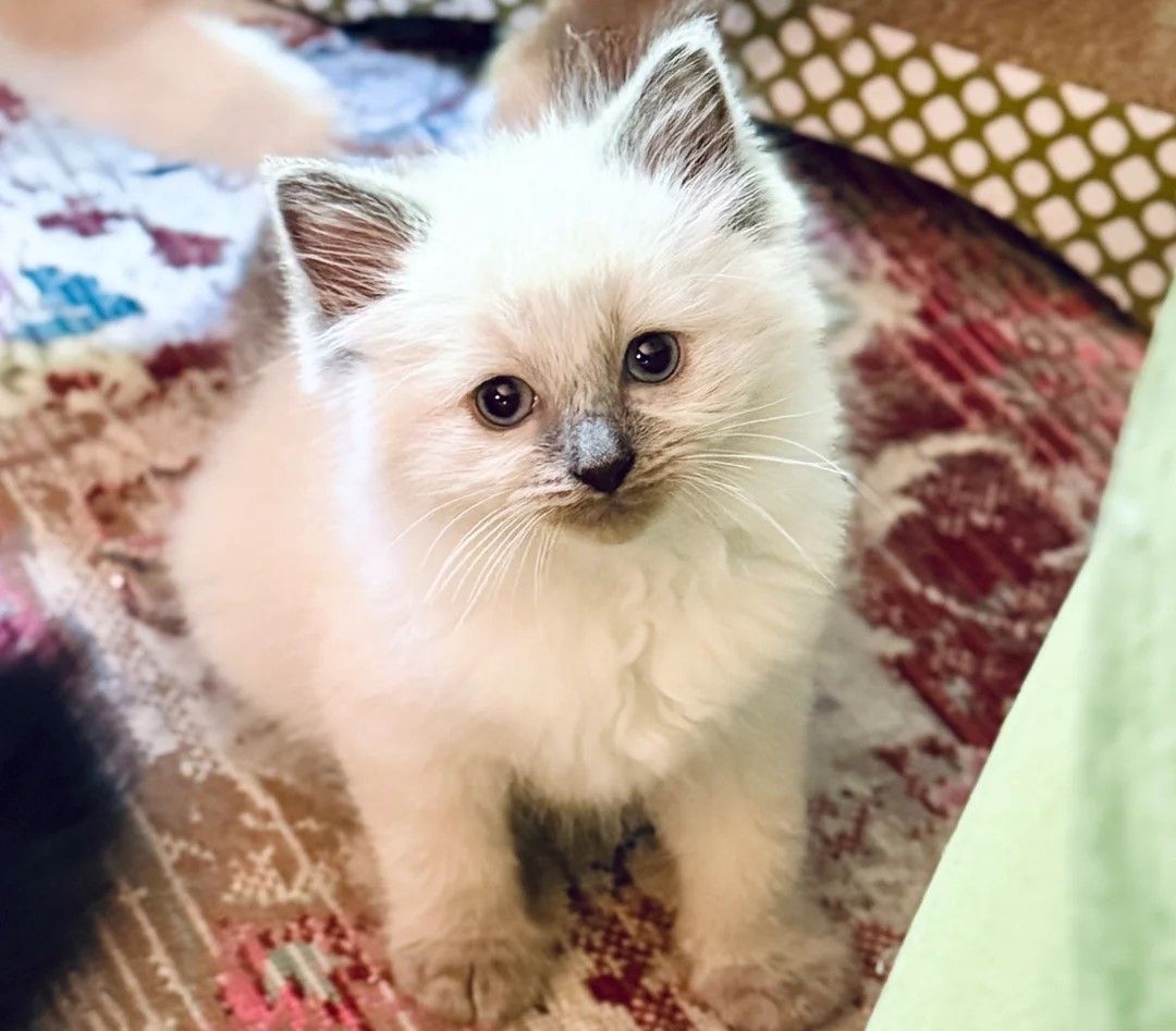 Reinrassige Ragdoll-Kätzchen