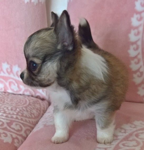 Wunderschöne Chihuahua-Welpen