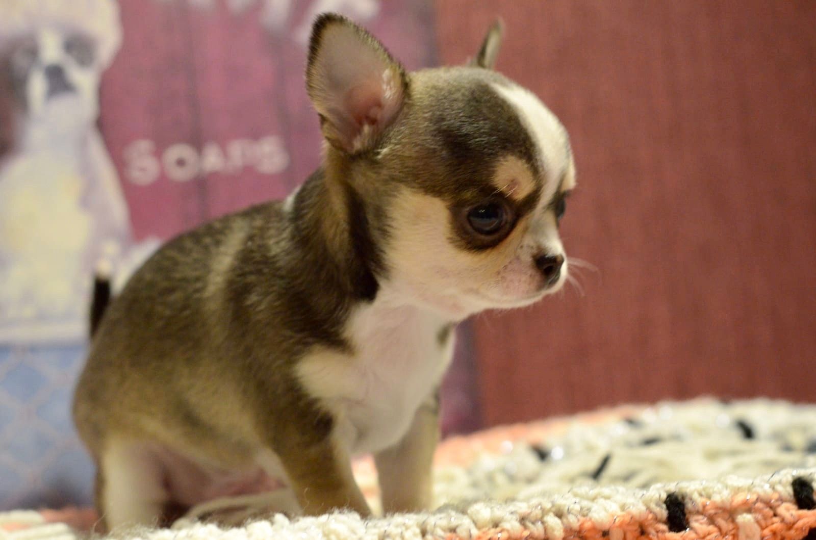 Wunderschöne Chihuahua-Welpen