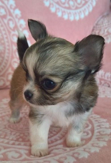 Wunderschöne Chihuahua-Welpen