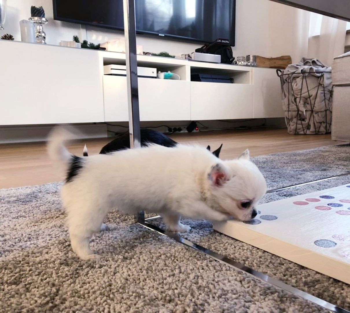 Wunderschöne Chihuahua-Welpen