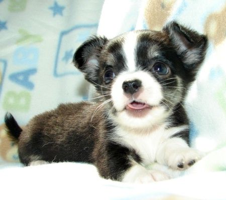 Wunderschöne Chihuahua-Welpen